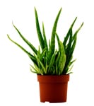 aloe-vera-potted-plant
