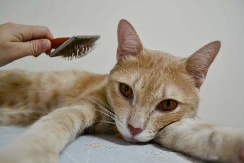 cat being brushed throwing dander into indoor air