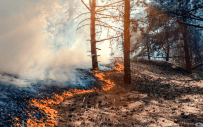 Protecting Indoor Air Quality During Forest Fire Season: The Role of Air Duct Cleaning, HVAC Maintenance, and Air Purification Systems