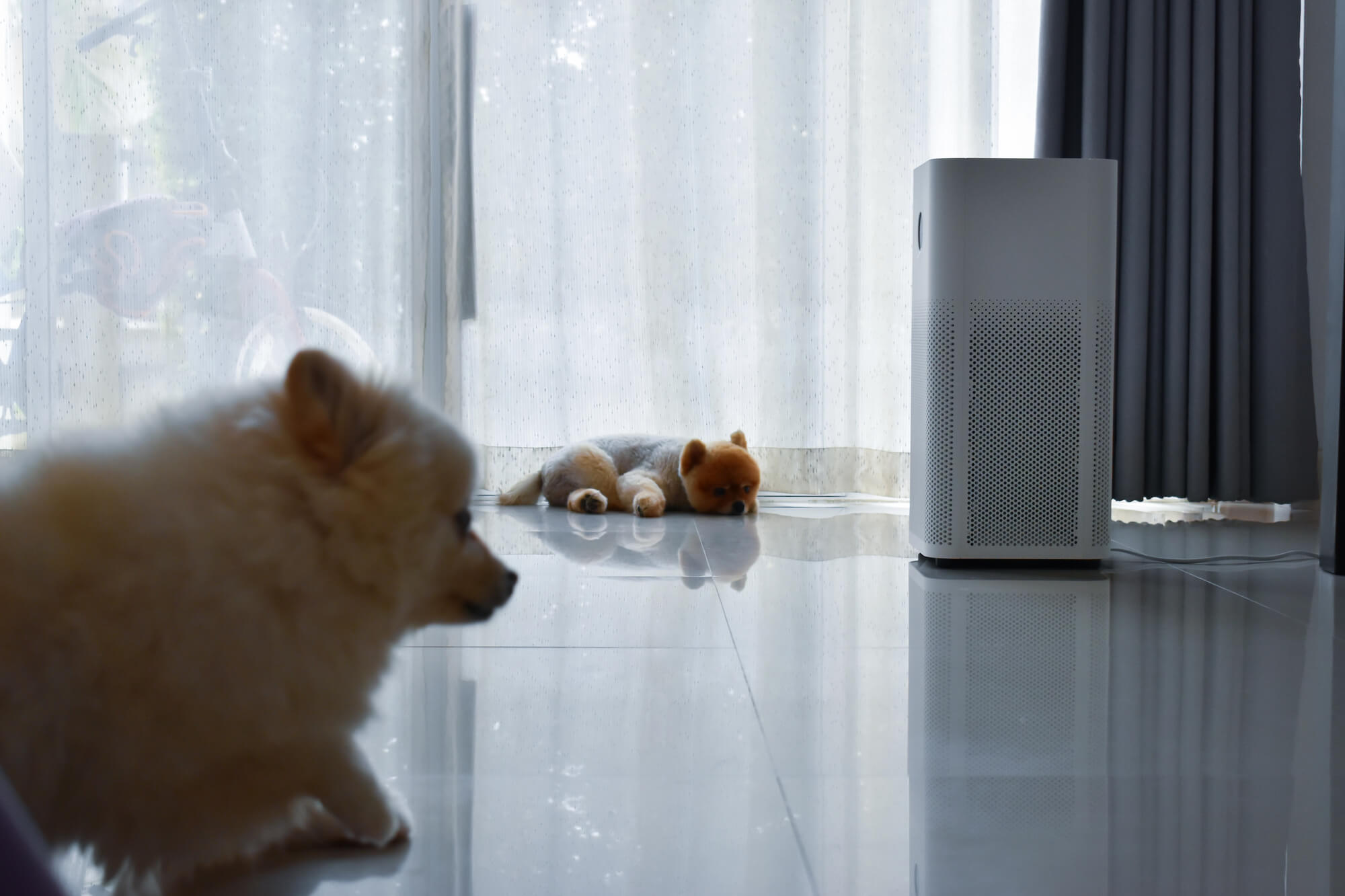 Pet Owners and Air Purification: Tackling Dander, Odor, and HVAC Impacts