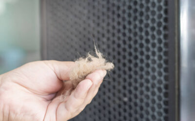 Pet Owners and Air Purification: Tackling Dander, Odor, and HVAC Impacts